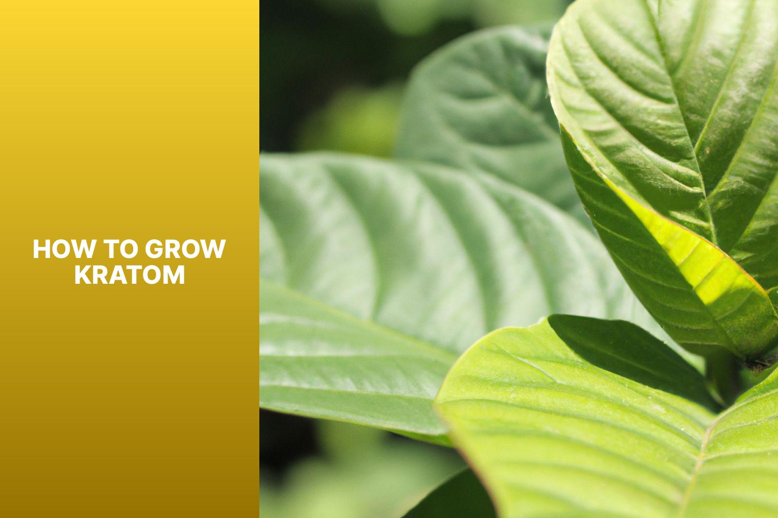 How To Grow Kratom A Comprehensive Guide With Tips Techniques And