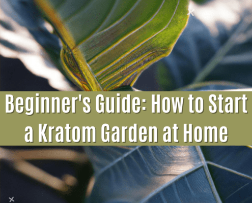 How to start a Kratom garden