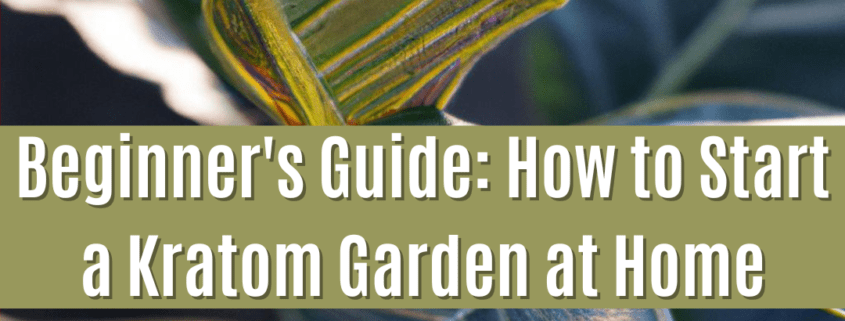 How to start a Kratom garden