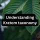 Understanding Kratom taxonomy