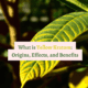 What is Yellow Kratom