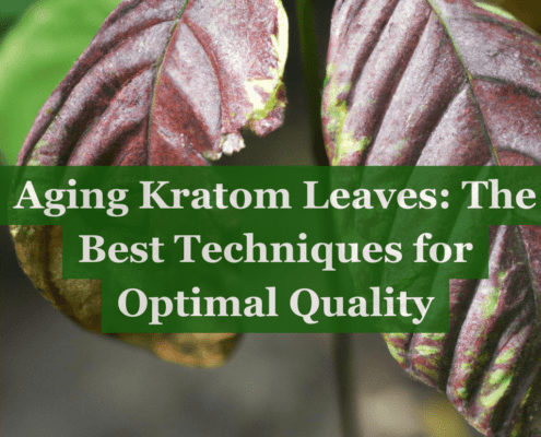 aging kratom leaves