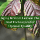 aging kratom leaves
