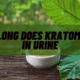 how long does kratom stay in urine