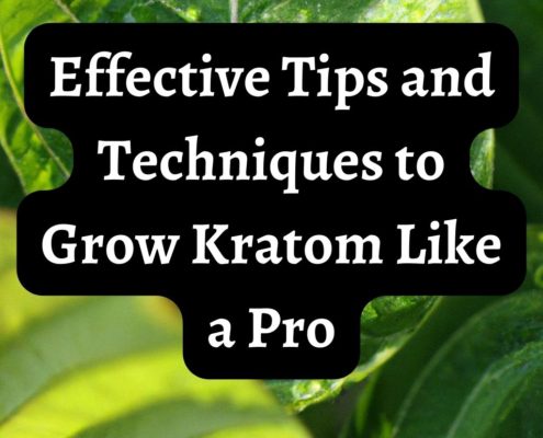 how to grow kratom