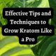 how to grow kratom