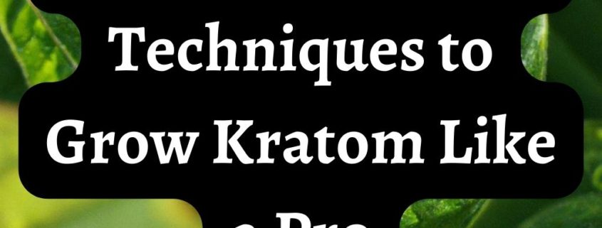 how to grow kratom