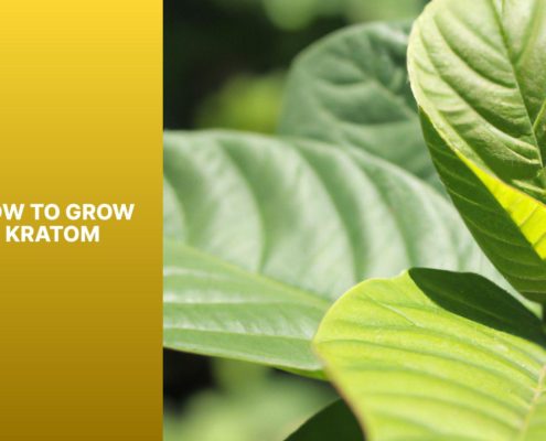 how to grow kratom