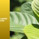 how to grow kratom