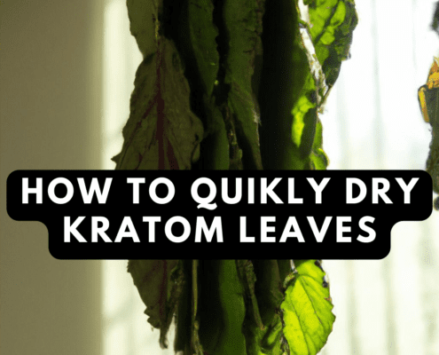 how to quickly dry kratom leaves