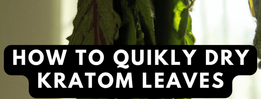 how to quickly dry kratom leaves