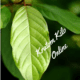 kratom kilo