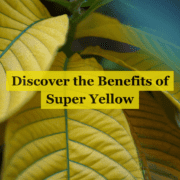 super yellow kratom