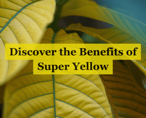 super yellow kratom