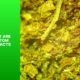 What are kratom extracts