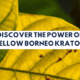 yellow borneo kratom