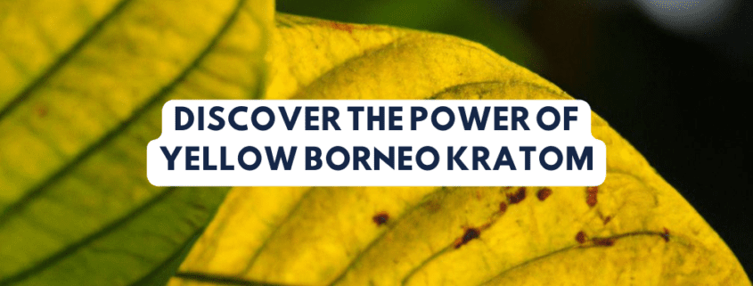 yellow borneo kratom