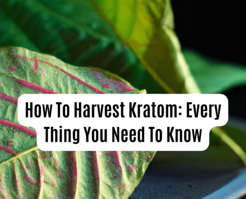 Harvest Kratom