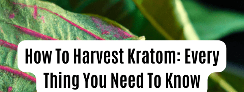 Harvest Kratom