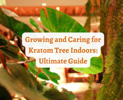 kratom tree indoors