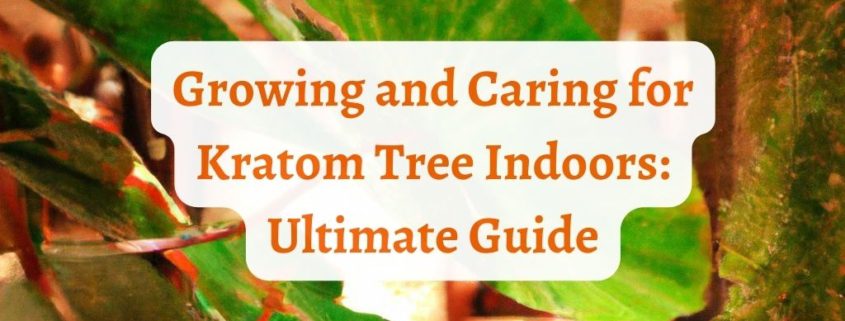 kratom tree indoors