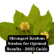Strongest Kratom Strains