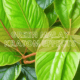 green malay kratom effects
