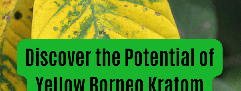 yellow borneo kratom effects