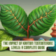 Kratom Testosterone
